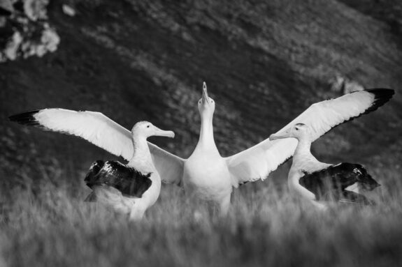 A black and white photo of three albatrosses standing together; the one in the middle has it's wings stretched out almost protectively around the other two.