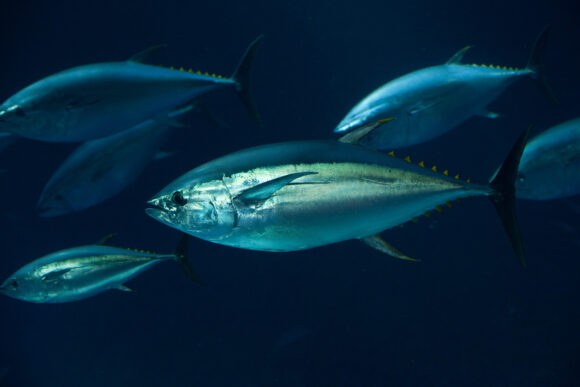 Swimming tuna.