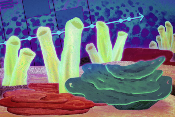 A variety of sea sponges, some tall and cylindrical, some wide and flat, and some bowl-shaped.