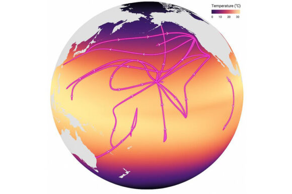 A map of the Pacific Ocean showing cruise tracks overlaying a temperature gradient of the ocean.