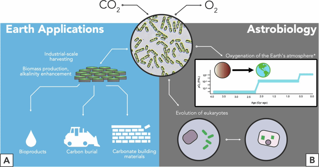 An infographic showing the Earth and astrobiology applications of cyanobacteria; on Earth, it is used for industrial-scale harvesting and biomass production, while for astrobiology it can show oxygenation events and the evolution of eukaryotes.