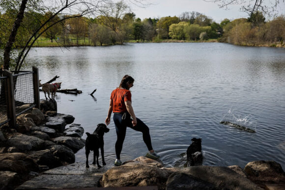 A woman with two dogs step into a pond to cool off.