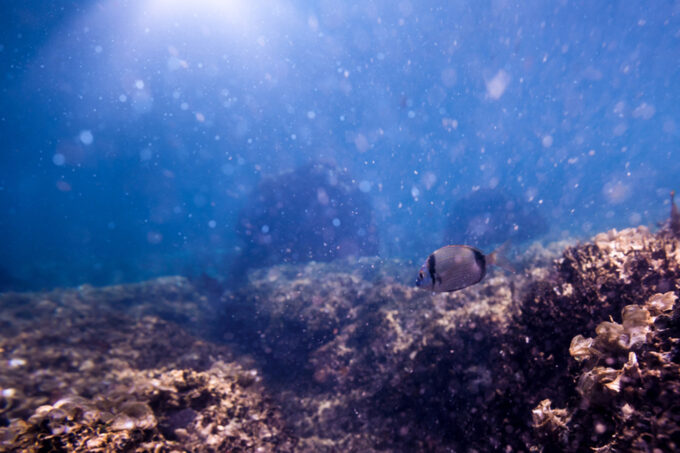 Ocean flood with floating dust.