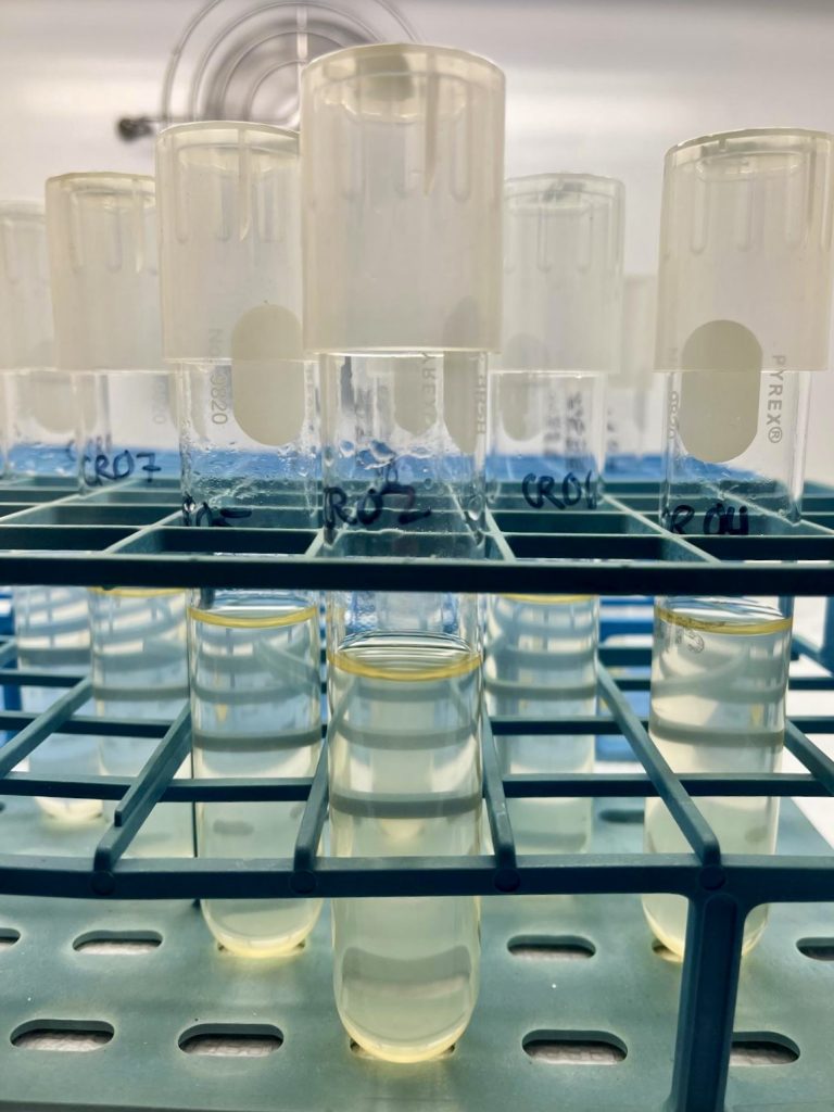 Six test tubes filled with phytoplankton cultures.