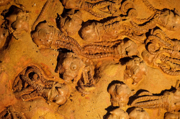 Fossil wall of various species.
