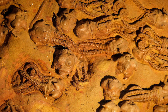 Fossil wall of various species.